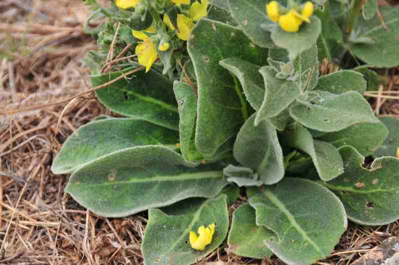 Verbascum pulverulentum